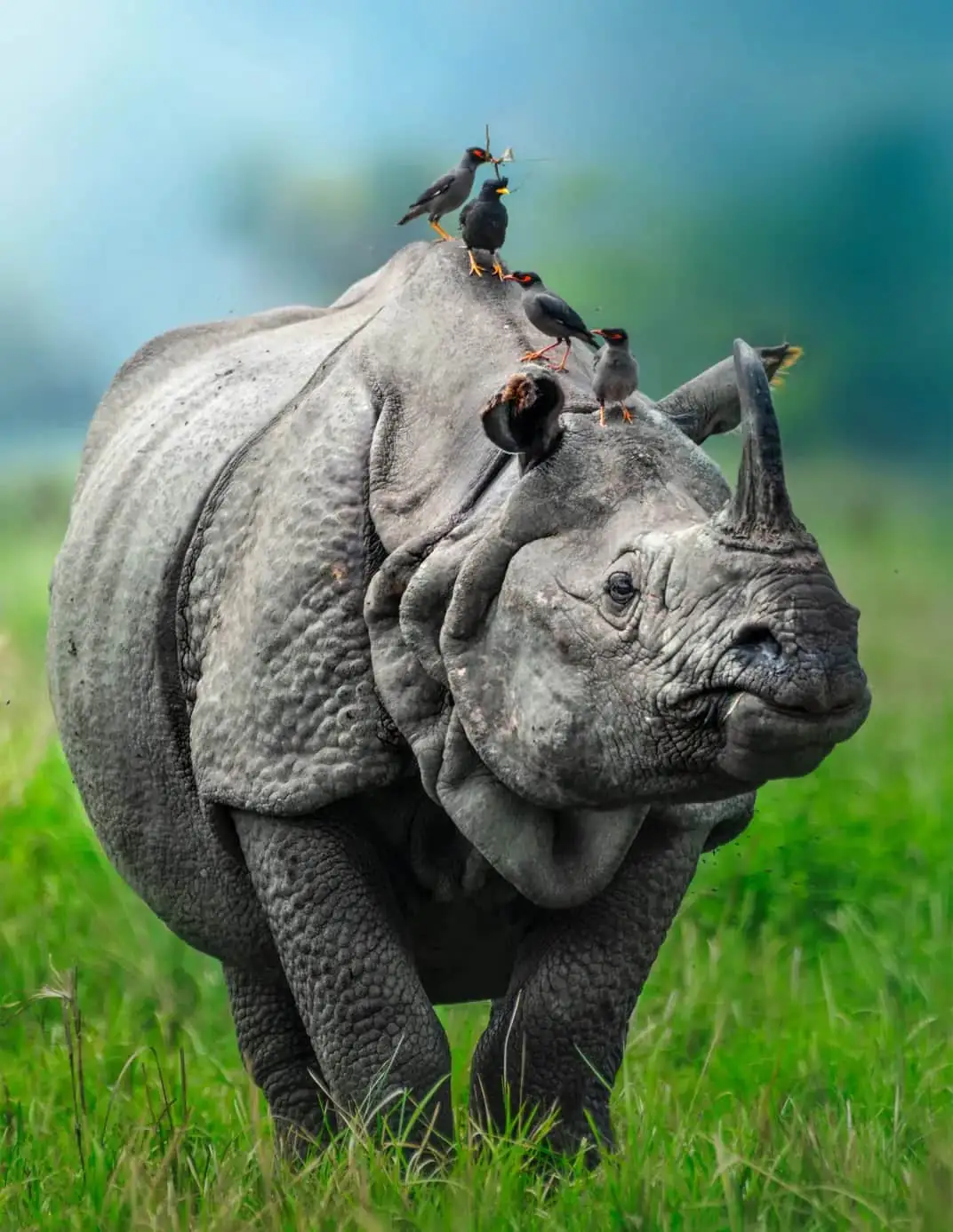 Assam